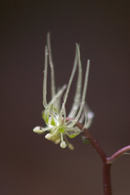 Fern-leaved Goldthread Flower --(Coptis asplenifolia) (23700 bytes)