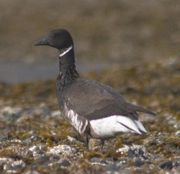 Brant --(Branta bernicla) (14308 bytes)