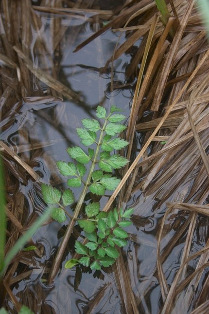 Pacific Water Parsley --(Oenanthe sarmentosa) (73286 bytes)
