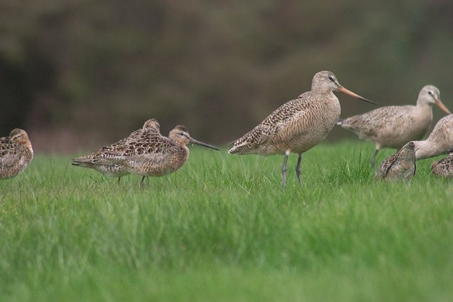Dowitcher and Marbled Godwit (41312 bytes)