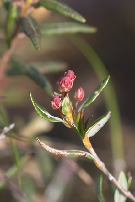 Western Bog-laurel --(Kalmia polifolia) (32966 bytes)