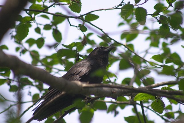 Northwestern Crow --(Corvis caurinus) (61014 bytes)