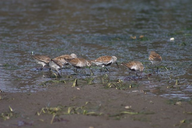 Dunlin --(Calidris alpina) (51129 bytes)