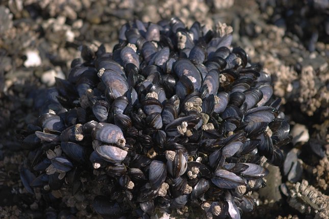 Pacific Blue Mussel --(Mytilus edulis) (71248 bytes)