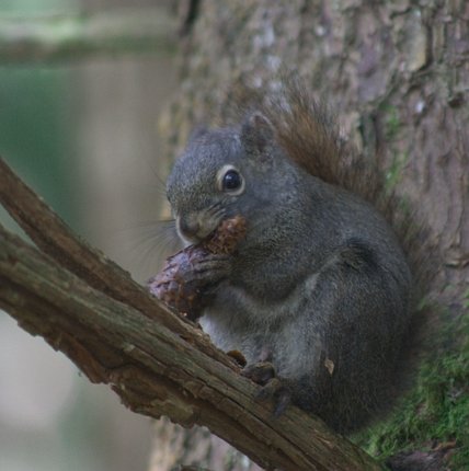Red Squirrel --(Tamiasciurus hudsonicus) (31780 bytes)