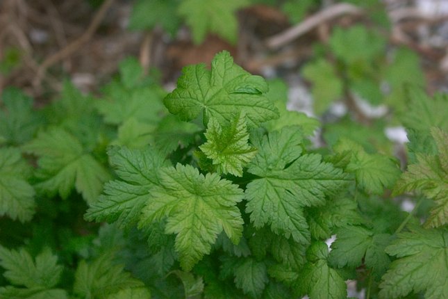 Black Gooseberry Leaves --(Ribes lacustre) (49660 bytes)