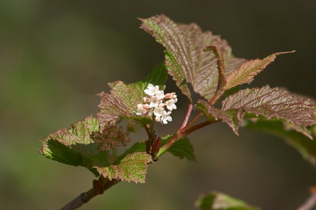 Highbush Cranberry --(Viburnum edule) (37850 bytes)