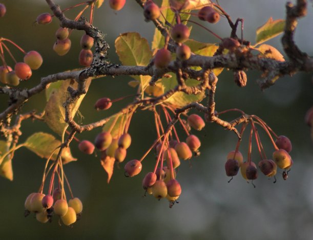 Crabapples --(Malus fusca) (54621 bytes)