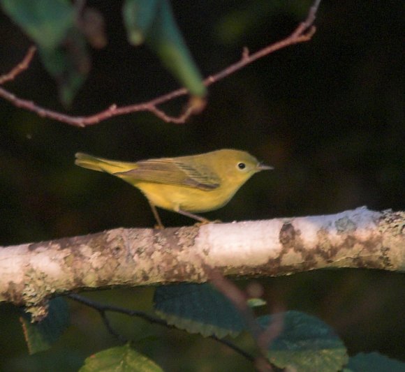 Yellow Warbler --(Dendroica petechia) (53673 bytes)