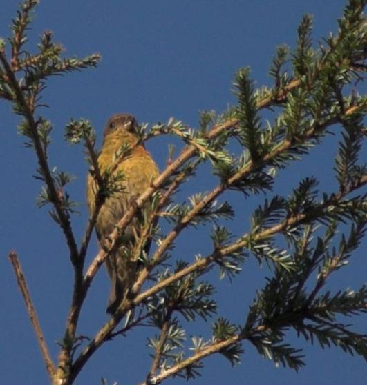 Red Crossbill --(Loxia curvirostra) (43704 bytes)