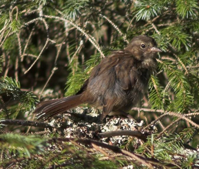 Song Sparrow --(Melospiza melodia) (78676 bytes)