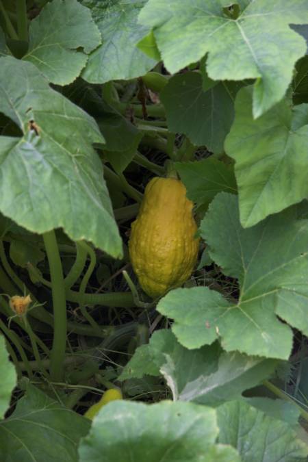 Squash (39706 bytes)