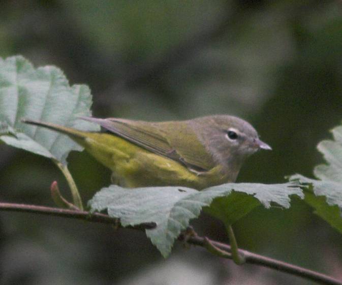 Fall Orange-crowned Warbler --(Vermivora celata) (37810 bytes)