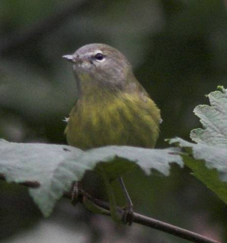 Fall Orange-crowned Warbler --(Vermivora celata) (25216 bytes)