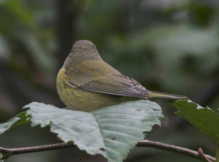 Fall Orange-crowned Warbler --(Vermivora celata) (42488 bytes)