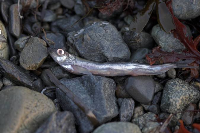 Capelin --(Mallotus villosus) (45306 bytes)