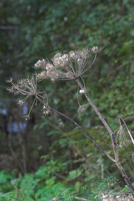 Cow Parsnip --(Heracleum lanatum) (42078 bytes)