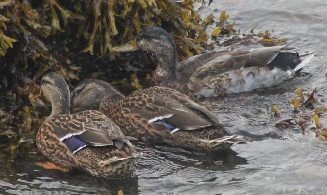 Mallards --(Anas platyrhynchos) (52786 bytes)