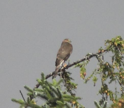 Sharp-shinned Hawk --(Accipiter striatus) (23547 bytes)