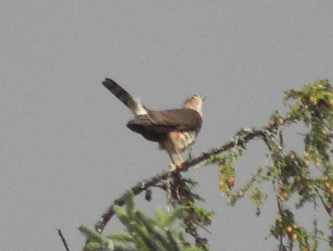 Merlin --(Falco columbarius) (20032 bytes)