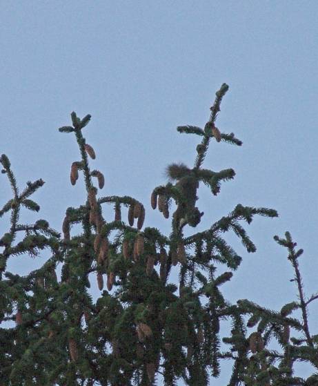 Red Squirrel in a Spruce Tree (42275 bytes)