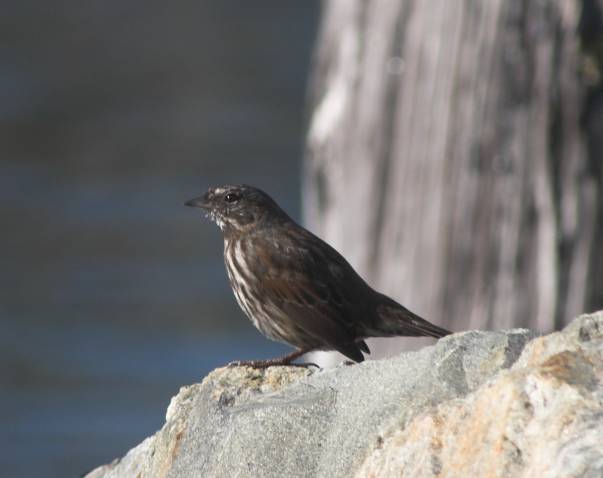 Song Sparrow --(Melospiza melodia) (27588 bytes)