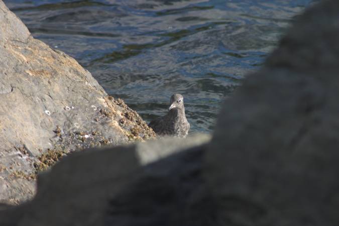 Surfbird --(Aphriza virgata) (33500 bytes)