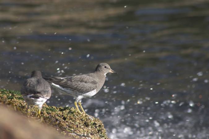 Surfbirds --(Aphriza virgata) (33167 bytes)