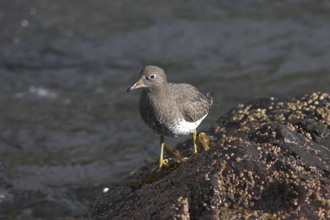 Surfbird --(Aphriza virgata) (35864 bytes)