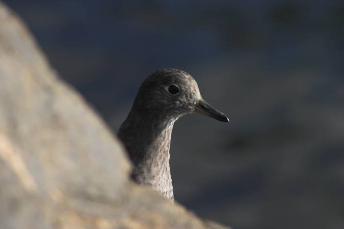 Surfbird --(Aphriza virgata) (17517 bytes)