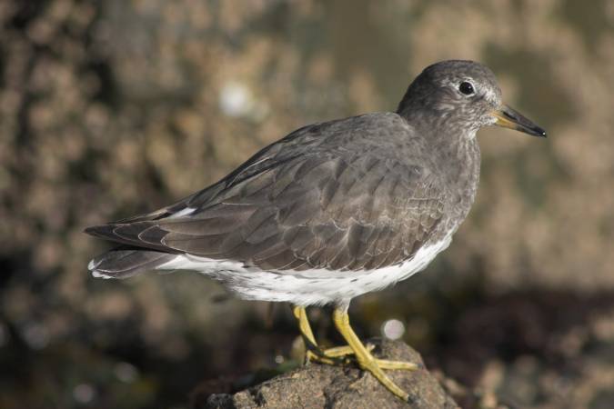 Surfbird --(Aphriza virgata) (33556 bytes)