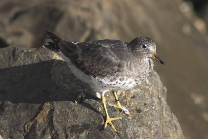 Surfbird --(Aphriza virgata) (36775 bytes)