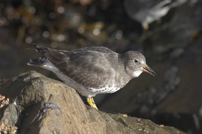 Surfbird --(Aphriza virgata) (34090 bytes)