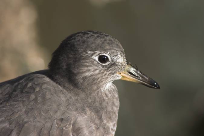 Surfbird --(Aphriza virgata) (27664 bytes)