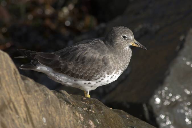 Surfbird --(Aphriza virgata) (32262 bytes)