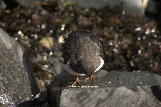 Black Turnstone --(Arenaria melanocephala) (43827 bytes)