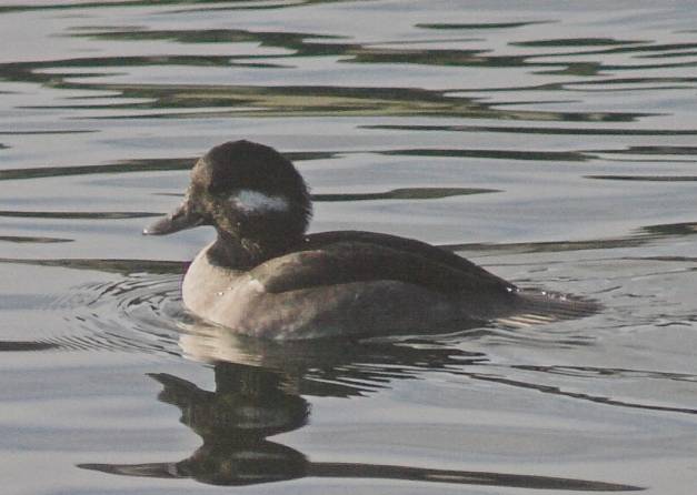 Bufflehead --(Bucephala albeola) (39650 bytes)