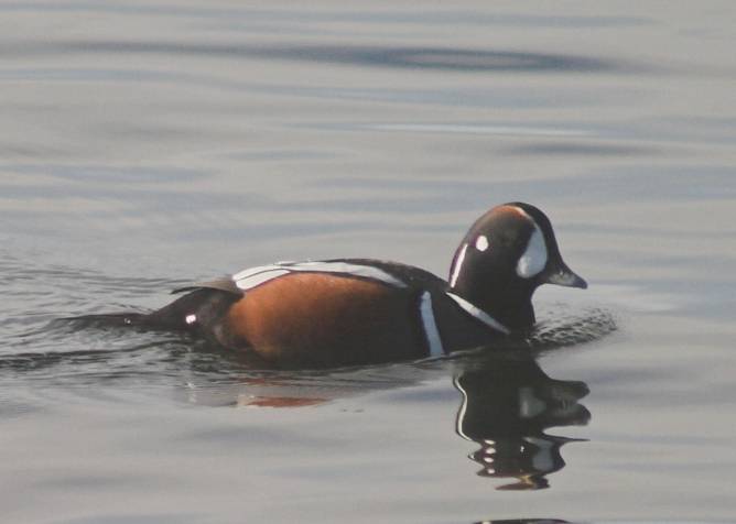 Harlequin Duck --(Histrionicus histrionicus) (26327 bytes)