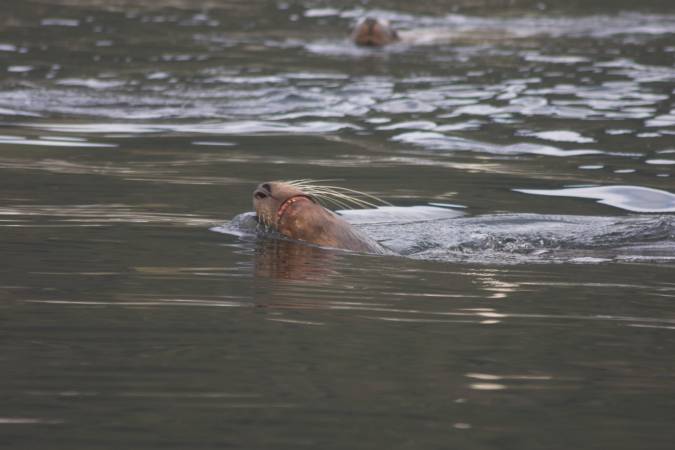 Steller Sealion --(Eumetopias jubatus) (36221 bytes)