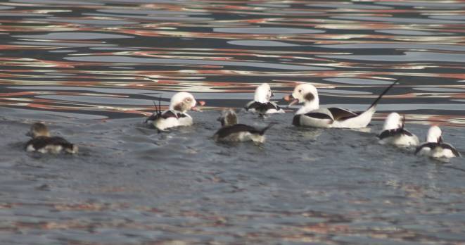 Long-tailed Duck --(Clangula hyemalis) (39127 bytes)