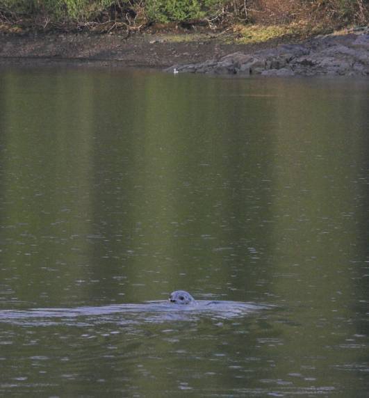 Harbor Seal --(Phoca vitulina) (37756 bytes)