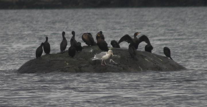 Cormorants --(Phalacrocorax sp.) (35875 bytes)