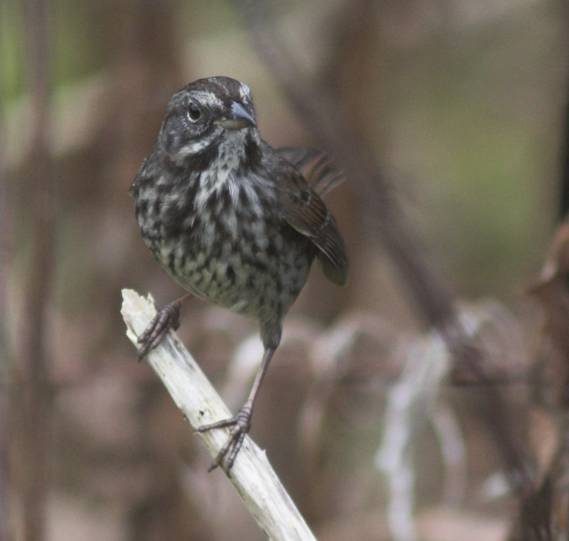 Song Sparrow --(Melospiza melodia) (26316 bytes)