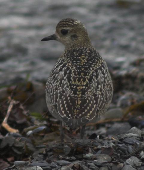 Juvenile Golden Plover --(Pluvialis fulva) (35381 bytes)