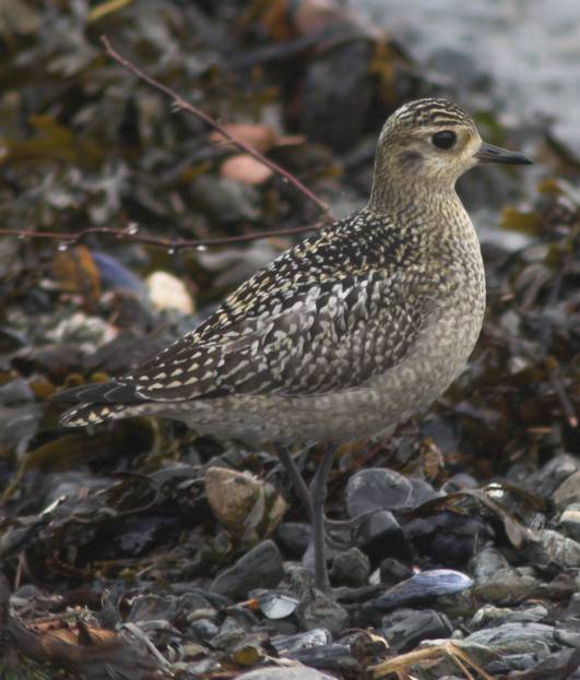 Juvenile Golden Plover --(Pluvialis fulva) (50067 bytes)