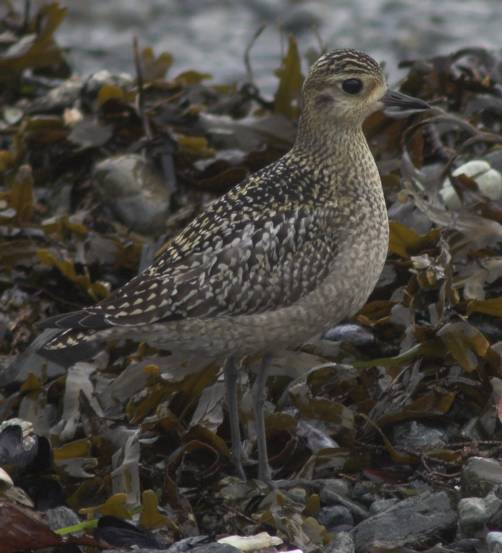 Juvenile golden Plover --(Pluvialis fulva) (43731 bytes)