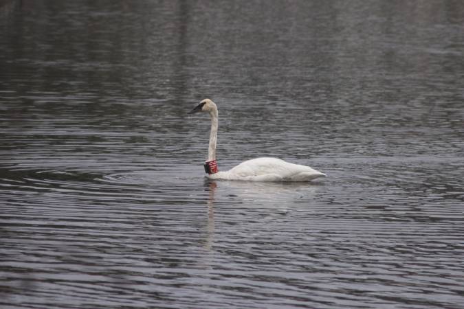 Trumpeter Swan --(Cygnus buccinator) (49980 bytes)