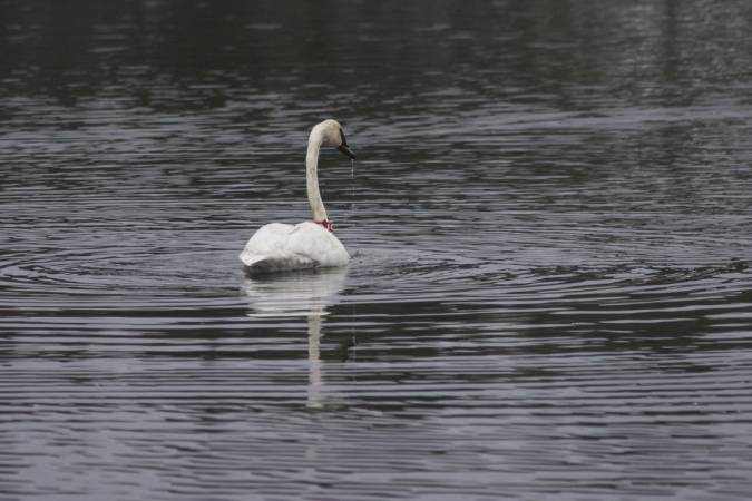 Trumpeter Swan --(Cygnus buccinator) (47972 bytes)