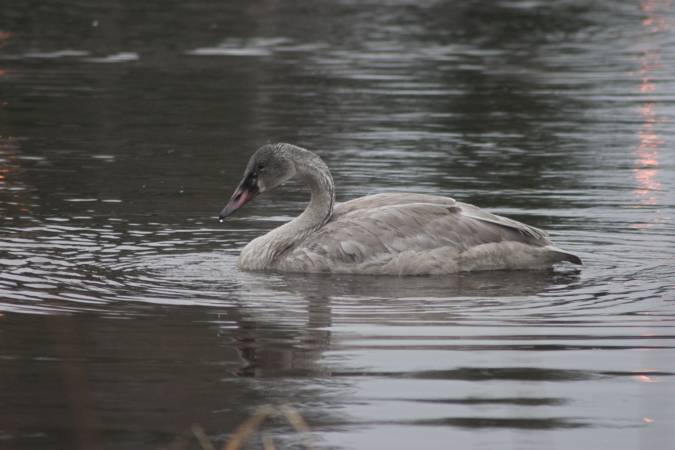 Juvenile Trumpeter Swan --(Cygnus buccinator) (40363 bytes)