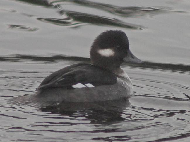 Bufflehead --(Bucephala albeola) (38490 bytes)